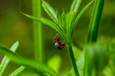 Yeşil yaprağın ucundaki Metellina örümceğinin makro görüntüsü, doğal ortamda vahşi yaşam.