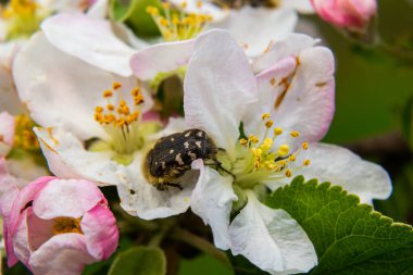 Meyve bahçesinin böcekleri. Epikotis Hiro bir elma çiçeği yer. Bahar bahçesi tarımı.