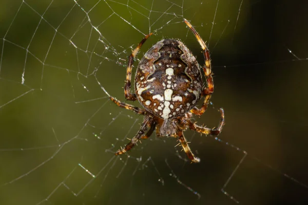 stock image Spider Araneus diadematus with a cross on its back on a web against a tree background.