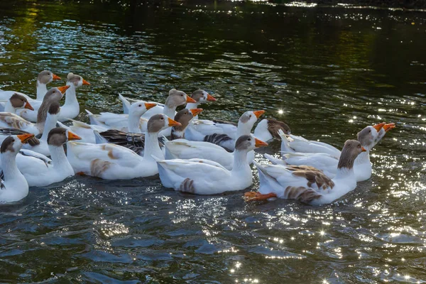 Domestic Geese Swim River Flock Domestic Geese River Hot Sunny — Stock Photo, Image