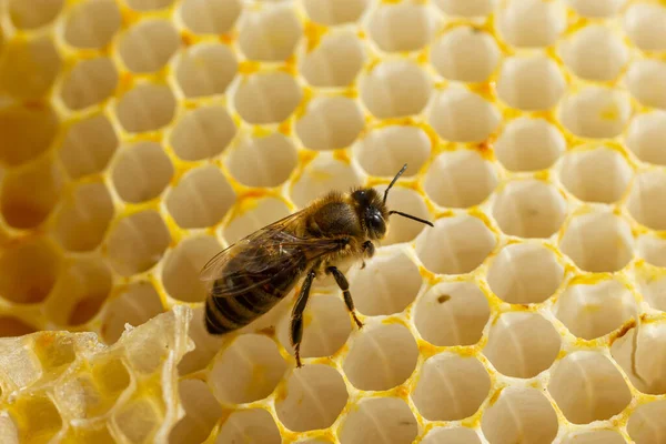 Красивые Соты Пчелами Крупным Планом Рой Пчел Ползает Расческам Собирая — стоковое фото