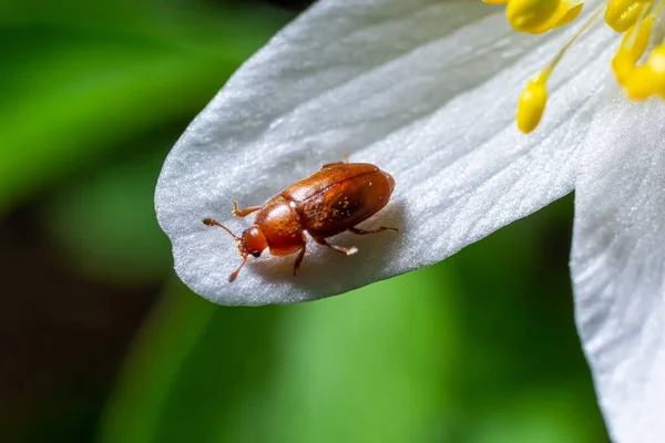 stock image Sap beetle, Epuraea aestiva on flower, extreme close-up with high magnification. Spring nature background.