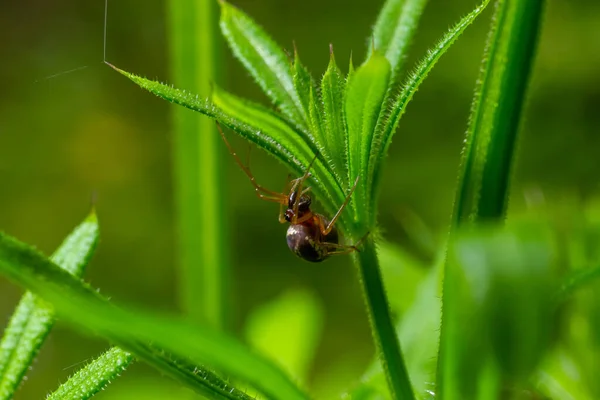 stock image macro shot of Metellina spider on tip of green leaf, wildlife in natural environment.