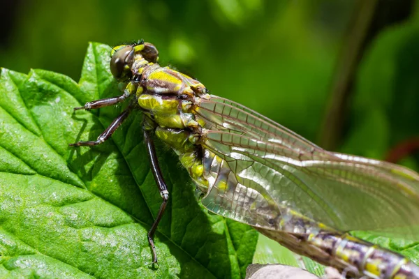 Dragonfly Gompha Vulgaris Gomphus Vulgatissimus Växten Vid Sjön Morgon Solljus — Stockfoto
