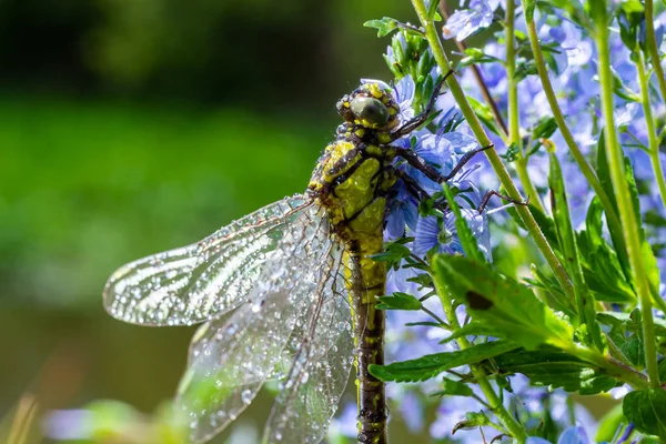 Dragonfly Gomphus Vulgatissimus Yeşil Arka Plan Makro Görüntüsünün Önünde Çiğ — Stok fotoğraf