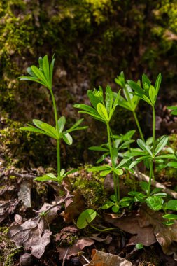 Woodruff, ağaçların altındaki zemini kaplıyor. Galyum kokusu..