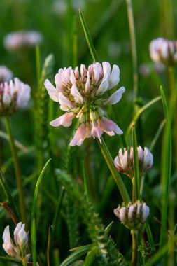 Beyaz yonca çiçekleri. Fabaceae daimi bitkileri. Nisan-Temmuz çiçek mevsimidir ve aynı zamanda bir yem, yeşil gübre ve nektar bitkisidir..