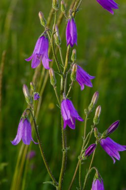 Yaz bahçesinde arka planı bulanık olan yakın plan campanula sibirica..