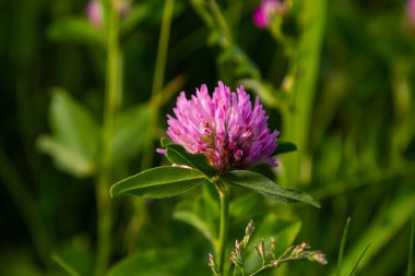 Trifolium pratense, kırmızı yonca. Yazın çayırdaki değerli çiçekleri toplayın. Şifalı ve bal taşıyan bitki, yem ve halk tıbbında tıbbi olarak yontulmuş yabani otlar..