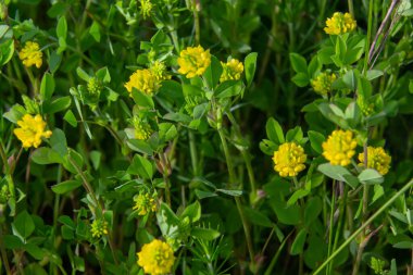Trifolium campestre ya da hop trefolil çiçeği, yaklaşın. Sarı ya da yeşil yapraklı altın yonca. Yabani veya tarla yoncası, baklagiller (Fabaceae) familyasından bir bitki türü..