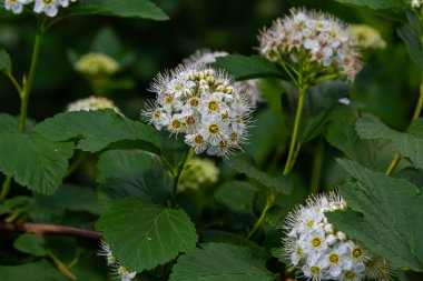 Mayıs ayında Physocarpus opulifolius 'un yeşil yaprakları ve beyaz çiçekleri.
