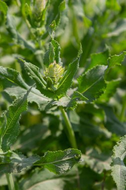 Melampyrum arvense, Orobanchaceae familyasından bir bitki türü olan Melampyrum 'dur..