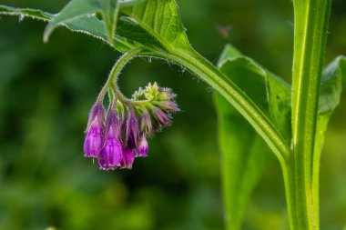 Çayırda, yabani otların arasında Comfrey Symphytum officinale çiçek açıyor..