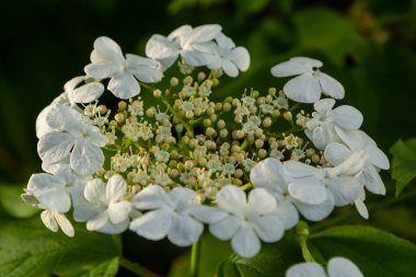 Guelder gülü çalısı. Bahçede fotoğraf var. Viburum Çiçekleri Açar.