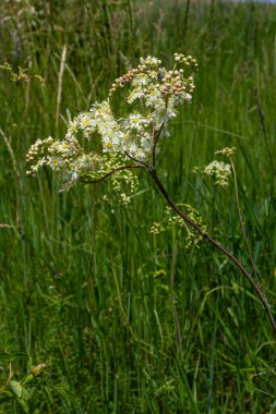 Flowering spring meadow. Filipendula vulgaris, commonly known as dropwort or fern-leaf dropwort. Place for text, blurred background.