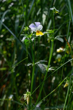 Wild Viola Arvensis, Field Pansy çiçekli hüzün. Alternatif bitkisel ilaçlarda kullanılan güzel yabani bitkiler. Açık doğa fotoğrafçılığı.