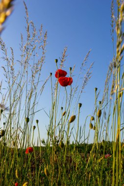 Papaver rhoeas veya yaygın gelincik, Papaveraceae familyasından kırmızı yapraklı yıllık otçul bitkidir..