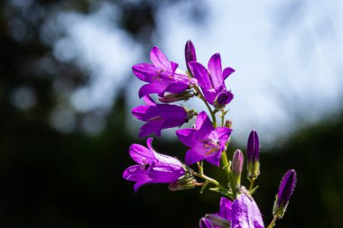 Yaz bahçesinde arka planı bulanık olan yakın plan campanula sibirica..