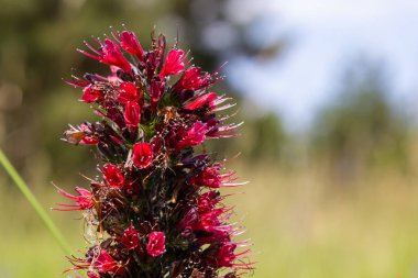 Rus Bugloss kırmızı çiçekleri, Echium russicum Echium rubrum, Pontechium maculatum çiçeği tarlada.