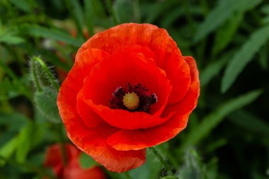 Papaver rhoeas veya yaygın gelincik, Papaveraceae familyasından kırmızı yapraklı yıllık otçul bitkidir..