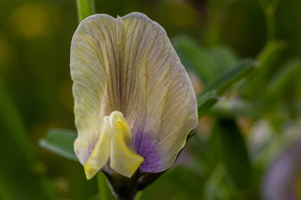 Vicia Lutea Gładka Żółta Wyka Wiosna Dzikie Kwiaty Słoneczny Dzień — Zdjęcie stockowe