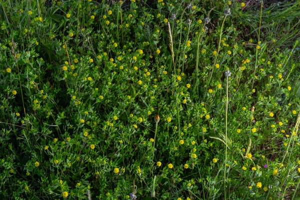 Trifolium Campestre Hop Trefoil Flower Close Yellow Golden Clover Green — Stock Photo, Image