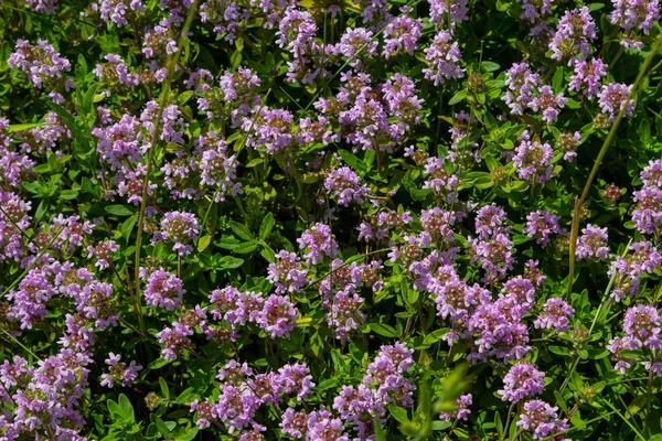 Blossoming Fragrant Thymus Serpyllum Breckland Wild Thyme Creeping Thyme Elfin — Stock Photo, Image