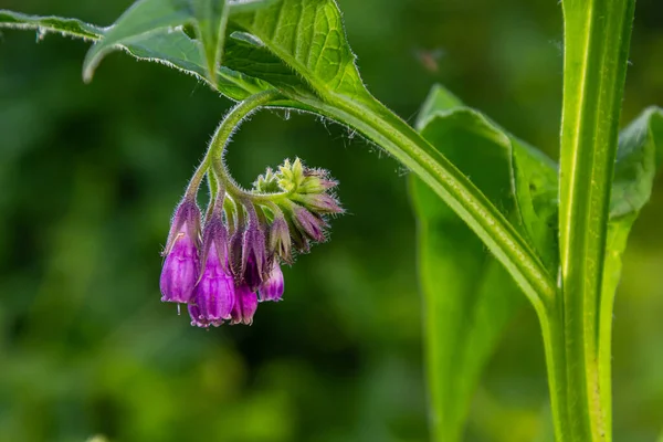 stock image In the meadow, among wild herbs the comfrey Symphytum officinale is blooming.