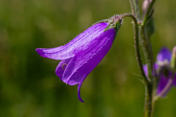 Stock image Closeup campanula sibirica with blurred background in summer garden.