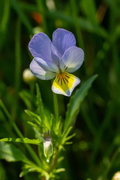 Vad Viola Arvensis Mezei Árvácska Virágágyás Gyönyörű Vadvirágzó Növény Használt — Stock Fotó