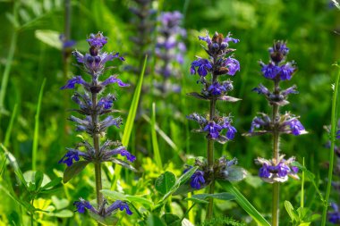 Baharda Ajuga Reptans Atropurpurea 'nın mavi çiçeklerinin yakın çekimi. Mavi Bugle Ajuga Reptans' ın çiçek marangozunun bitkileri. Ebedi yeşil bitkiler..