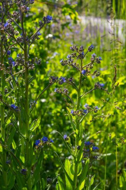 Anchusa officinalis, Alkanet, yaygın hata giderici. Yaz, şafak. Bitkinin üzerine çiy damlaları düşer. Güzel yeşil arkaplan.