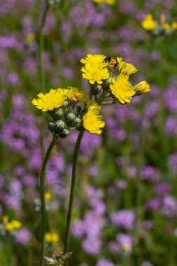 Parlak sarı Pilosella caespitosa ya da Meadow Hawkweed çiçeği, yaklaşın. Hiyeracium pratense Tausch ya da Sarı Kral Şeytan uzun boylu, çiçek açan, yabani bitki, terk edilmiş otlaklarda ya da yol kenarlarında yetişir..