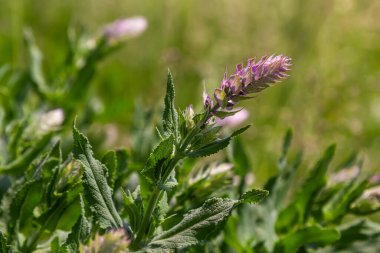 Melampyrum arvense, Orobanchaceae familyasından bir bitki türü olan Melampyrum 'dur..