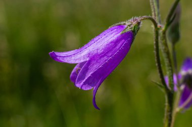 Yaz bahçesinde arka planı bulanık olan yakın plan campanula sibirica..