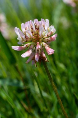 Beyaz yonca çiçekleri. Fabaceae daimi bitkileri. Nisan-Temmuz çiçek mevsimidir ve aynı zamanda bir yem, yeşil gübre ve nektar bitkisidir..