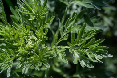 Gümüş yeşili Wormwood arka planda kalır. Artemisia Absinthium, bitkisel mutfak bahçesindeki pelin otu bitkisi, kapat, makro.