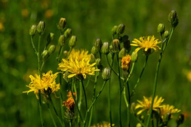 Parlak sarı Pilosella caespitosa ya da Meadow Hawkweed çiçeği, yaklaşın. Hiyeracium pratense Tausch ya da Sarı Kral Şeytan uzun boylu, çiçek açan, yabani bitki, terk edilmiş otlaklarda ya da yol kenarlarında yetişir..