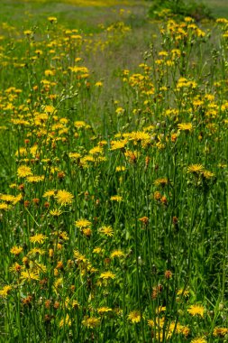 Parlak sarı Pilosella caespitosa ya da Meadow Hawkweed çiçeği, yaklaşın. Hiyeracium pratense Tausch ya da Sarı Kral Şeytan uzun boylu, çiçek açan, yabani bitki, terk edilmiş otlaklarda ya da yol kenarlarında yetişir..