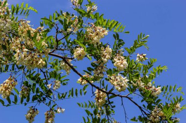 Robinia psödoacia 'nın bol çiçekli akasya dalı, sahte akasya, yakın plan siyah çekirge. Yumuşak ama kokulu bal için nektar kaynağı. Çekirge ağacı çiçeği - Robinia psödoacia.