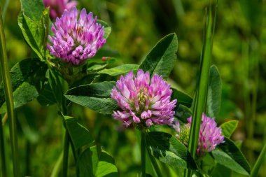 Trifolium pratense, kırmızı yonca. Yazın çayırdaki değerli çiçekleri toplayın. Şifalı ve bal taşıyan bitki, yem ve halk tıbbında tıbbi olarak yontulmuş yabani otlar..