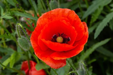 Papaver rhoeas veya yaygın gelincik, Papaveraceae familyasından kırmızı yapraklı yıllık otçul bitkidir..