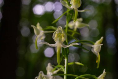 Platanthera bifolia, Platanthera familyasından bir orkide türüdür. Ormanda çiçek açtı..