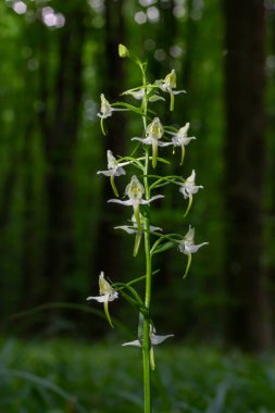 Platanthera bifolia, Platanthera familyasından bir orkide türüdür. Ormanda çiçek açtı..