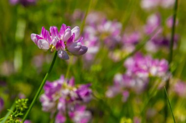 Securigera varia or Coronilla varia, commonly known as crownvetch or purple crown vetch.