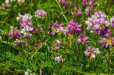 Securigera varia ya da Coronilla varia, Crownvetch ya da mor taç vetch olarak bilinir..