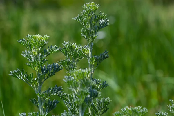 Srebrno Zielony Piołun Pozostawia Tło Artemisia Absynt Absynt Piołun Roślin — Zdjęcie stockowe