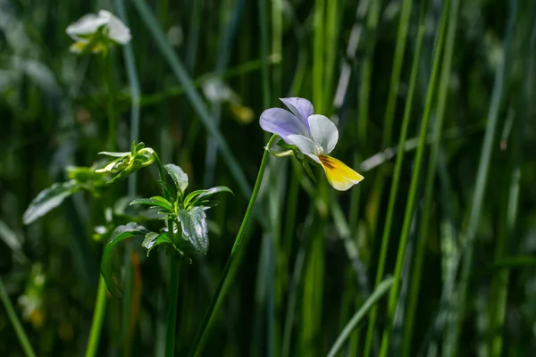 Wild Viola Arvensis Field Pansy Flowerbed Abloom Beautiful Wild Flowering — Stock Photo, Image