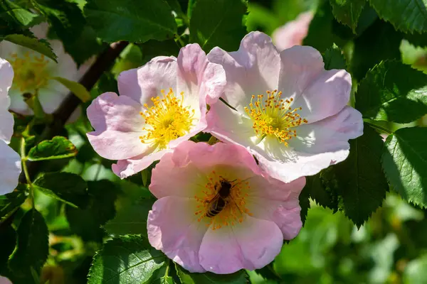 从上面的特写镜头里 是色彩艳丽的蔷薇花 花瓣粉色 雄蕊在朦胧的背景下生长在花园里 — 图库照片