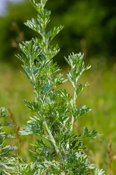 stock image Silver green Wormwood leaves background. Artemisia absinthium, absinthe wormwood plant in herbal kitchen garden, close up, macro.